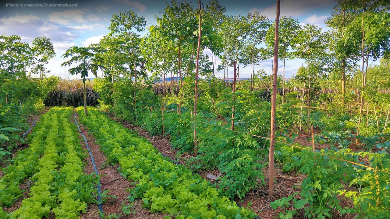 Agroforestry