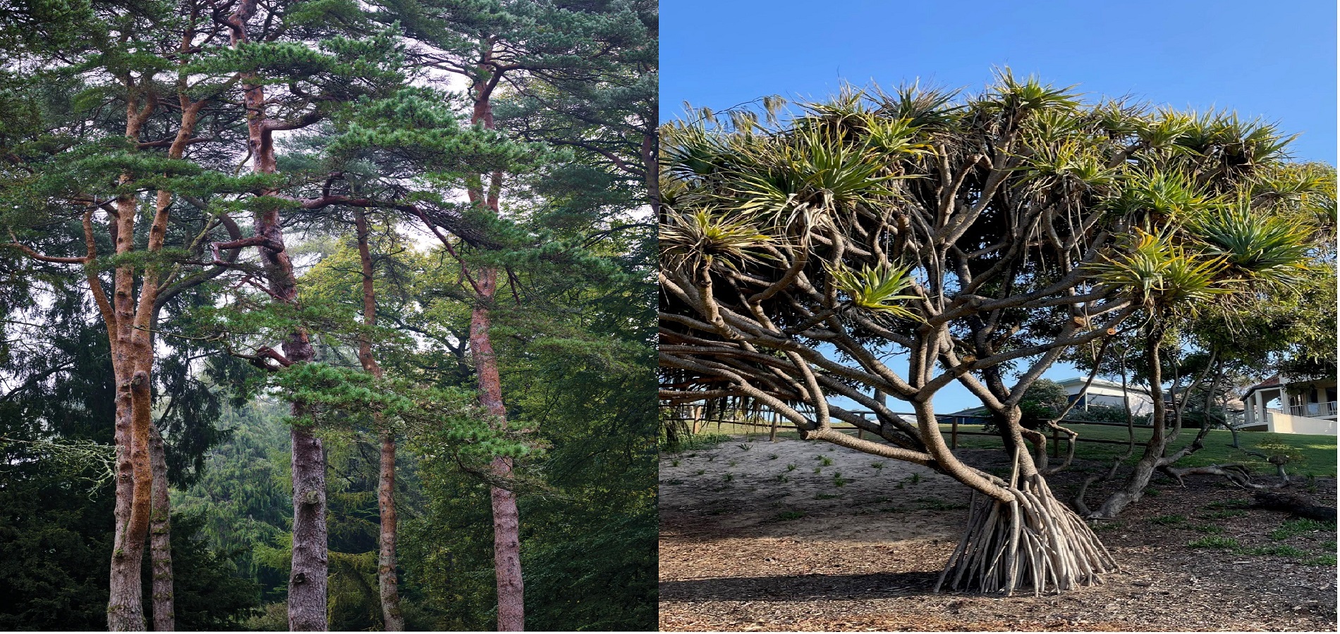 Arboretum Development
