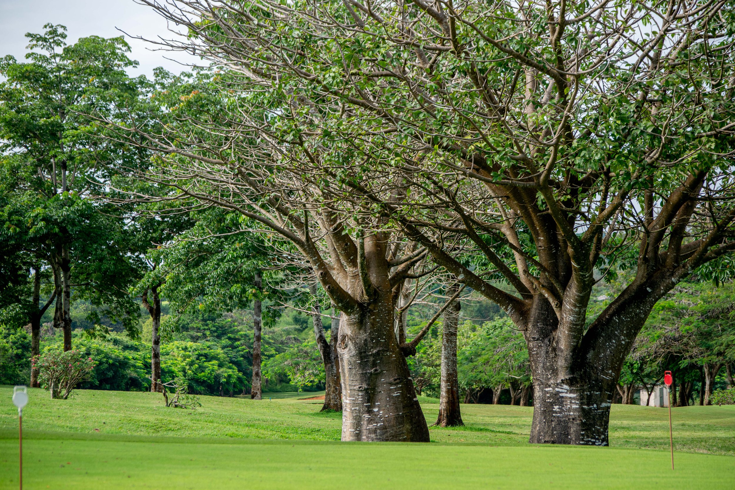 Tree Planting Initiative