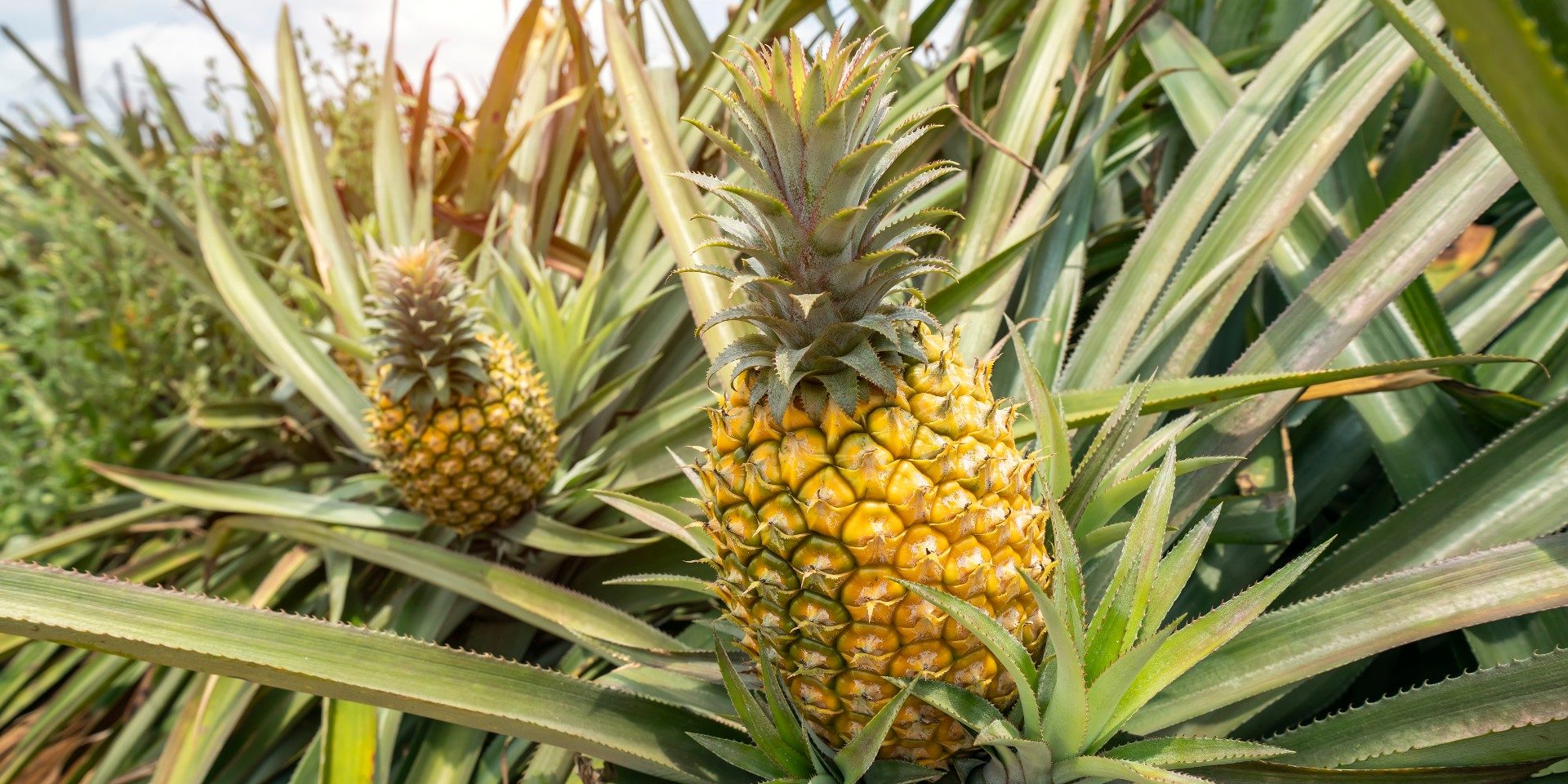 Pineapple Processing Launch